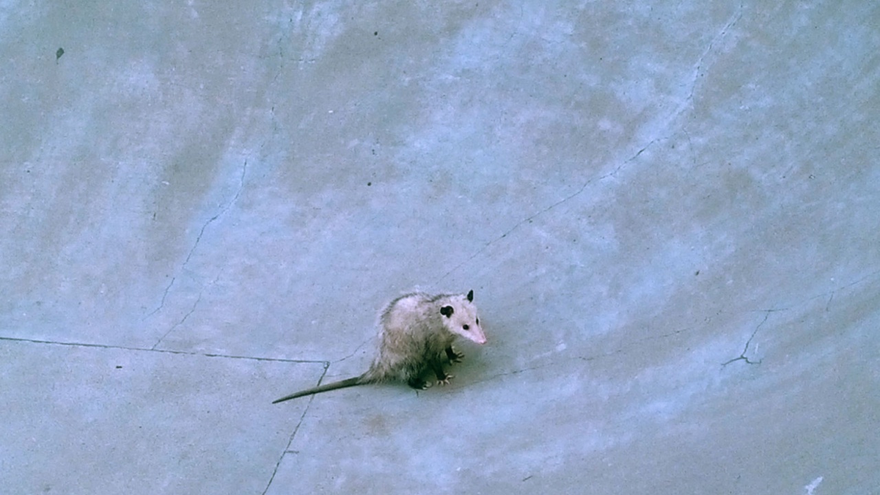 Jim Griffith Memorial Skate Park: An Opossum Stuck In A Skatepark