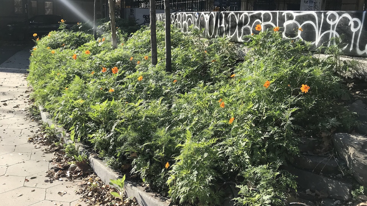 Golconda Skatepark: Golconda Fat Kid Skatepark Flower Cosmos 11 16 2020